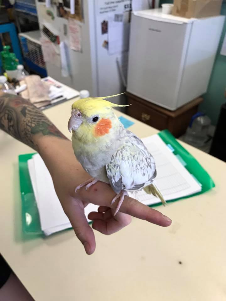 Pet Birds | Exotic Birds | Round Rock, TX