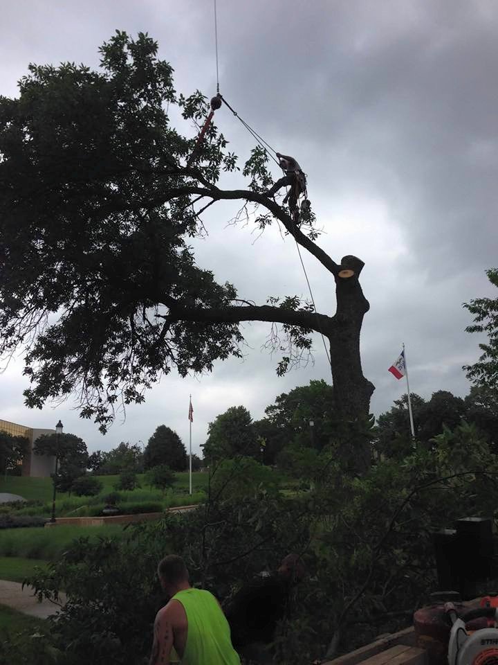 John�s Tree Service Photo Gallery Des Moines, IA