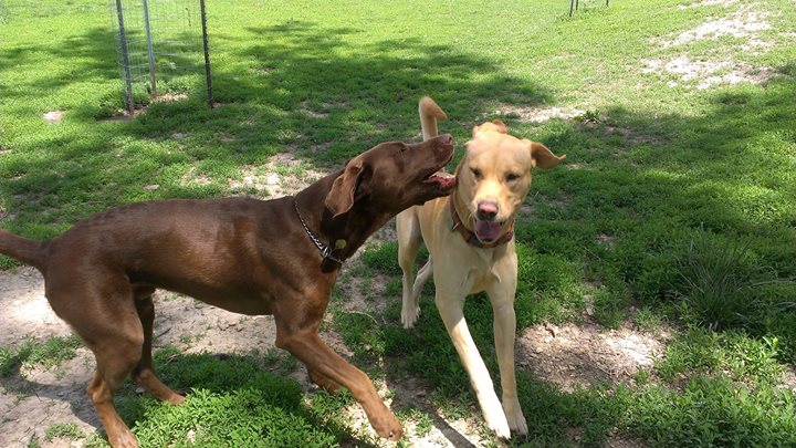 Dog Training Manhattan Ks Dog Training Manhattan Ks