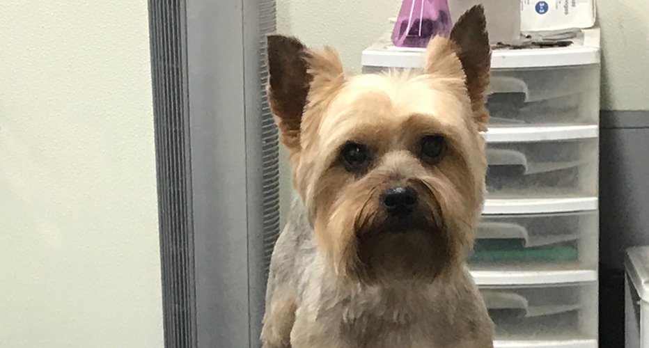 Sellers Pet Grooming Pet Grooming Pensacola, FL