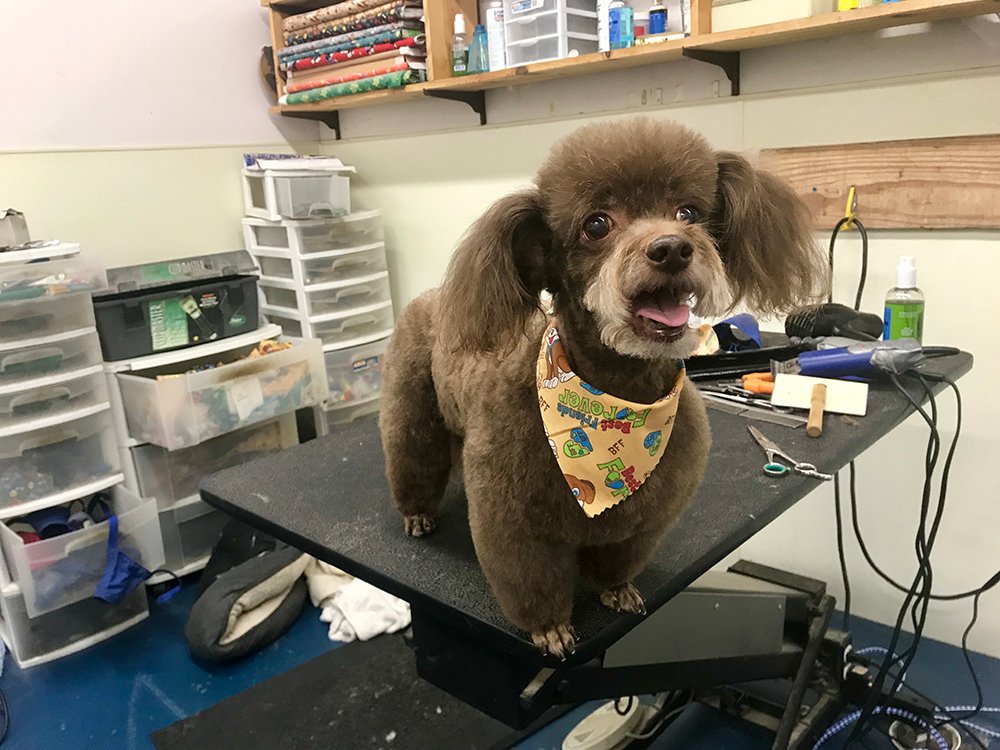 Pet Grooming Services Nail Clipping Pensacola, FL