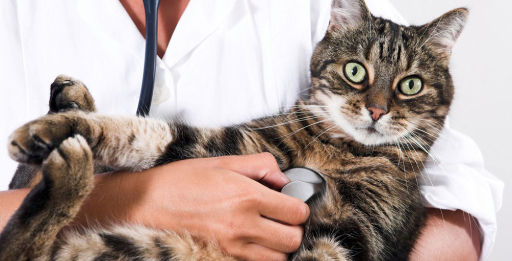 Bethel Animal Hospital Animal Clinic Columbus Oh