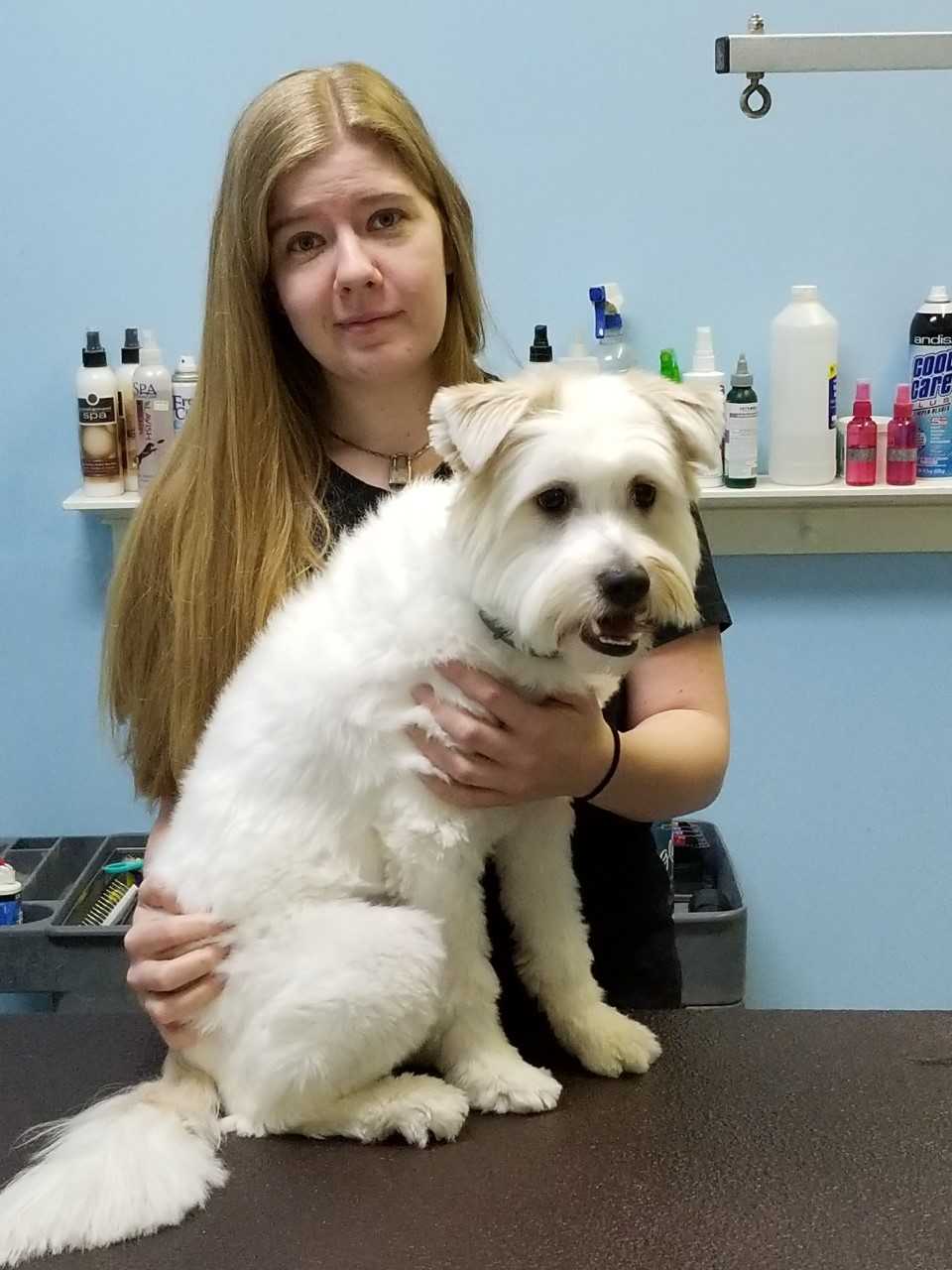 Dog Groomers Dog Cleaning Charleston, WV