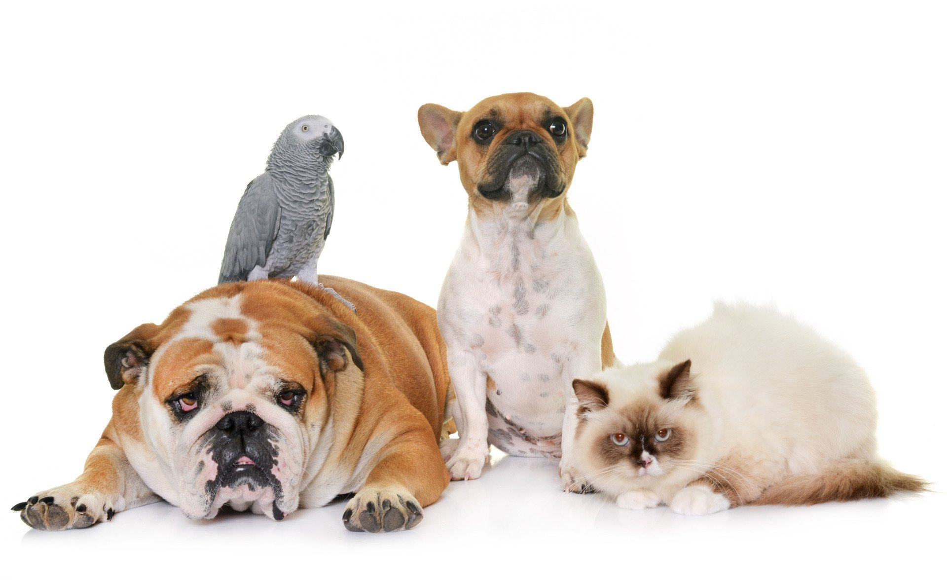 Pet Tenders Pet Sitting Services