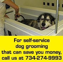 Dog Groomer Ann Arbor Mi Dog O Mat 2 734 274 9993