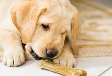 Services | Pet Groomers | Dog Grooming | Houston, TX Services | Pet Groomers | Dog Grooming | Houston, TX