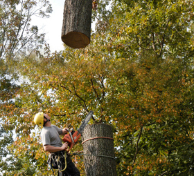 mn tree removal avon