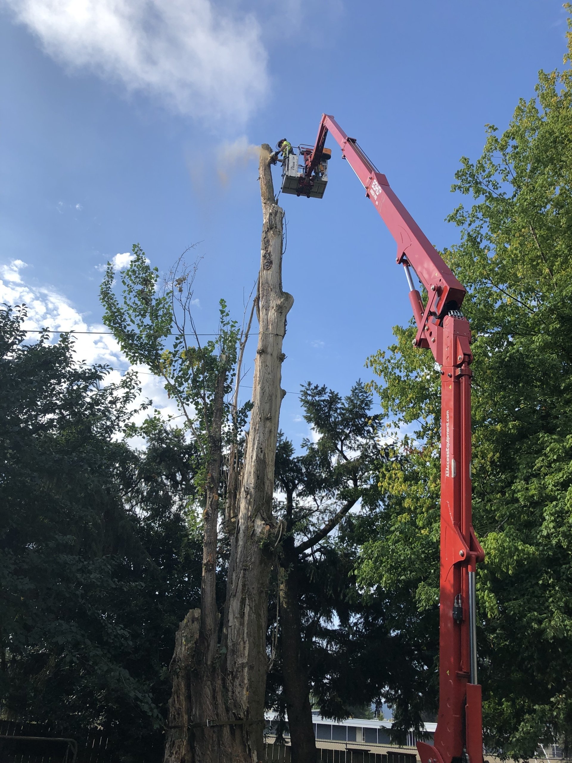 Rose Tree Service & Vegetation Management Springfield, OR