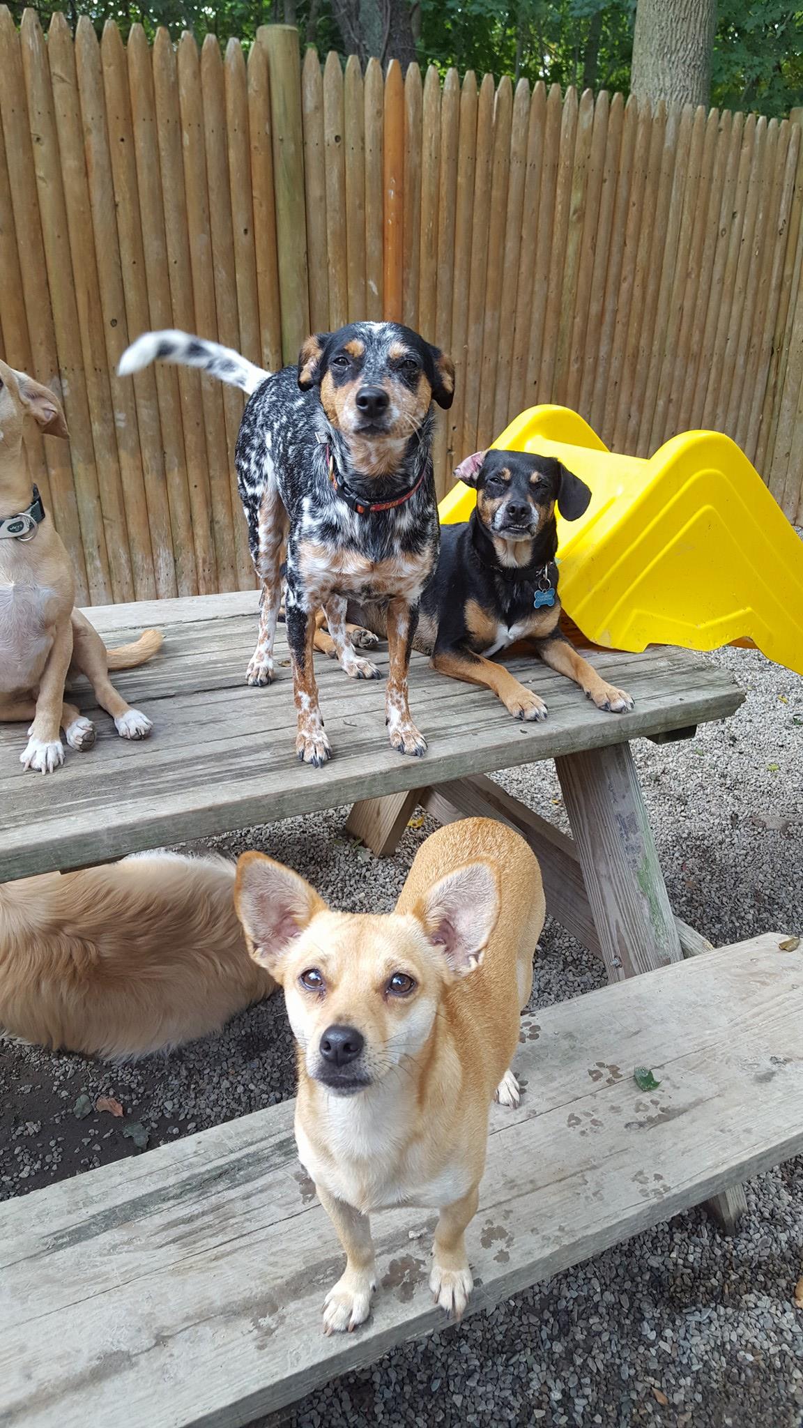 doggie-day-care-stimulation-pembroke-ma