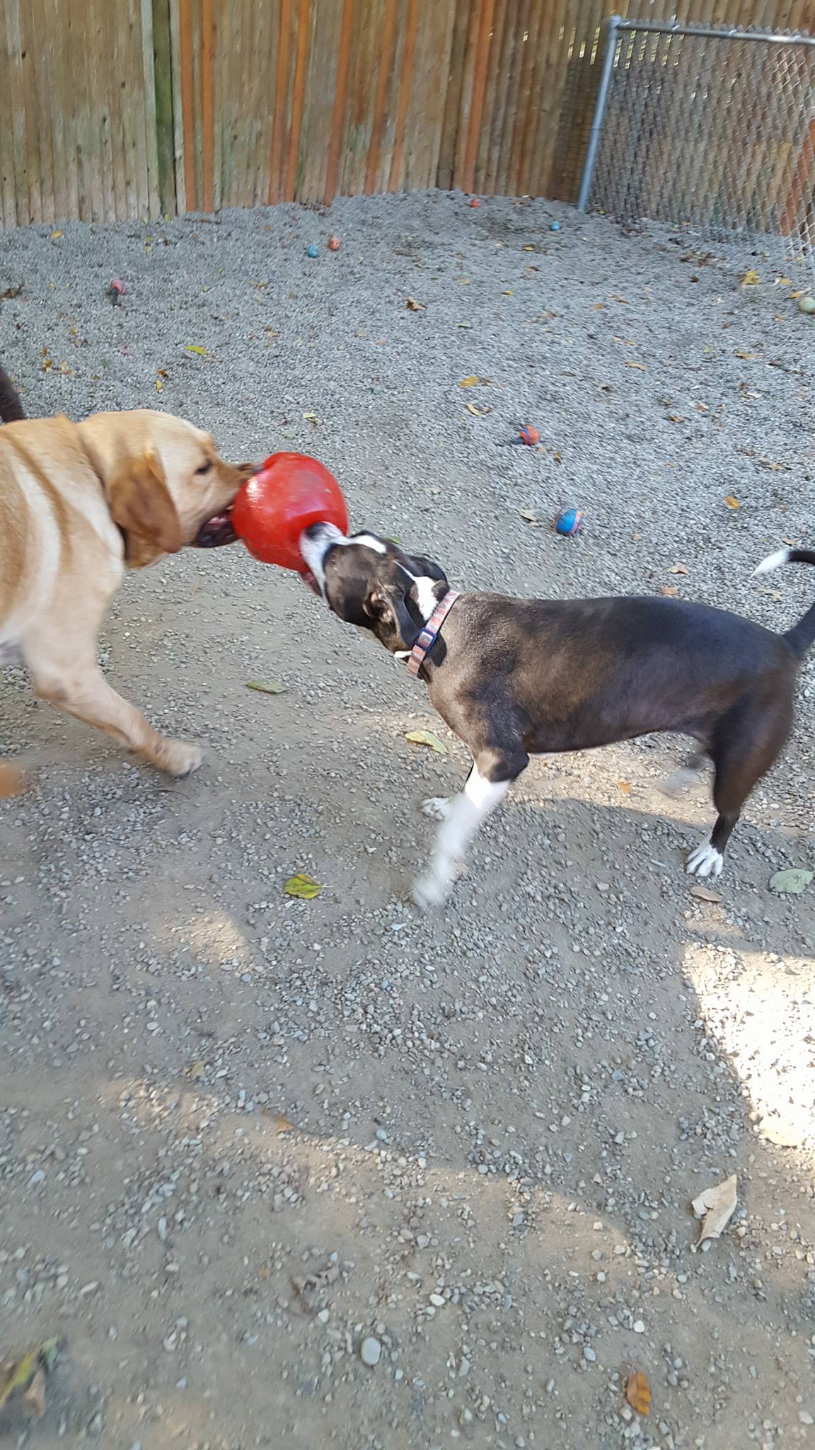 Doggie Day Care | Stimulation | Pembroke, MA