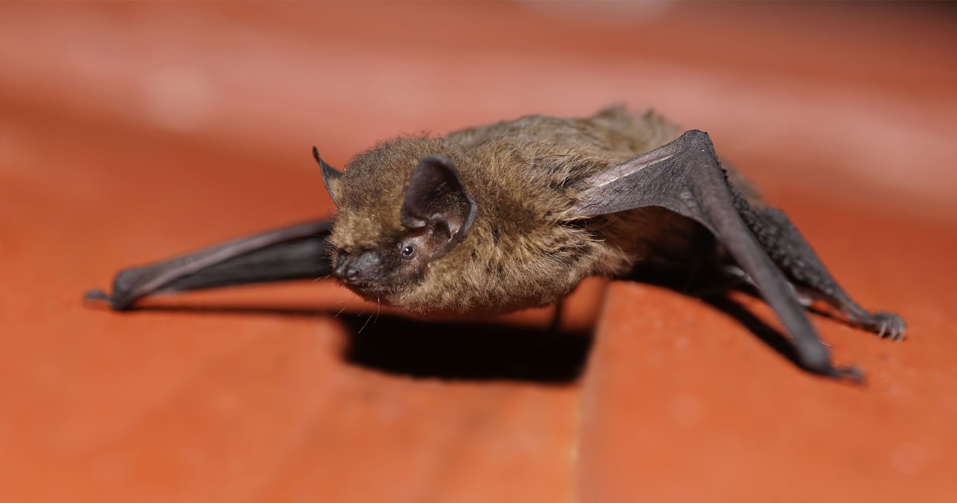 Bats Removal Service Safe Removal of Bats Stanwood, WA