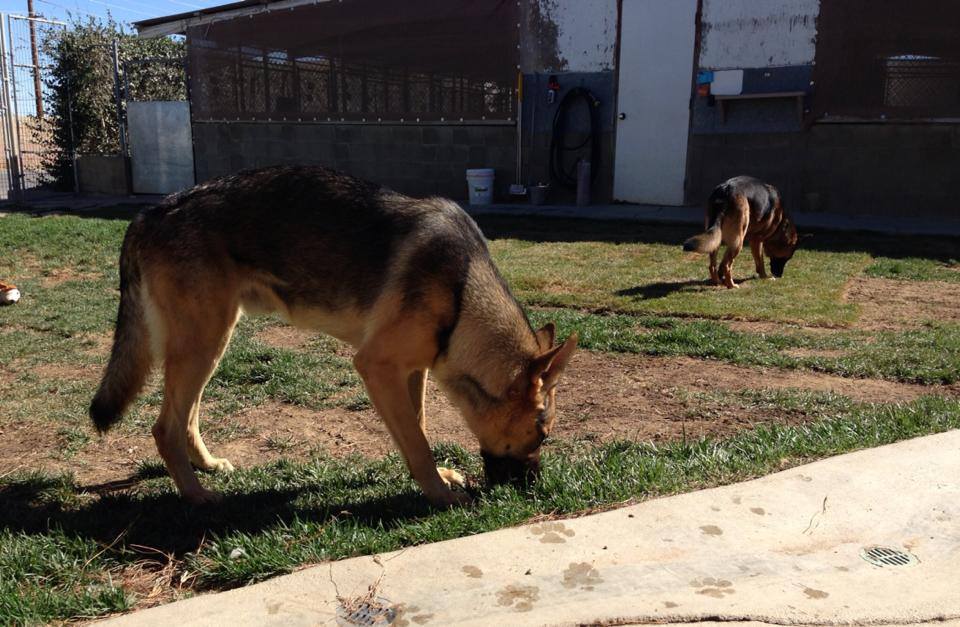 Ken Neill Kennels Photo Gallery Palmdale, CA