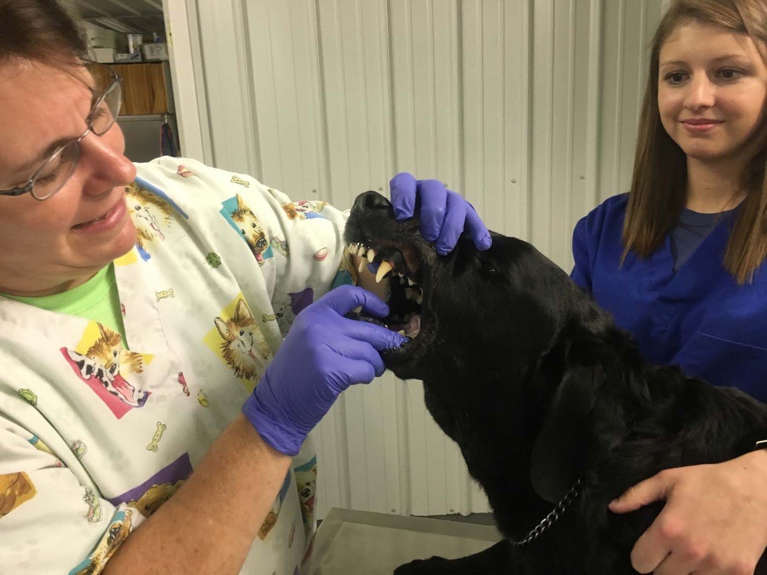 Pontotoc Animal Clinic Photo Gallery Pontotoc, MS