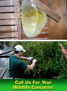 Animal Trapping - Eugene, OR - Aspen Wildlife Services LLC. - Pest Control - Call Us For Your Wildlife Concerns!