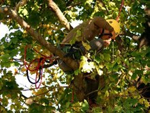 Tree Care Services - Greenville, IL - Mains Tree Service Inc. - tree trimming