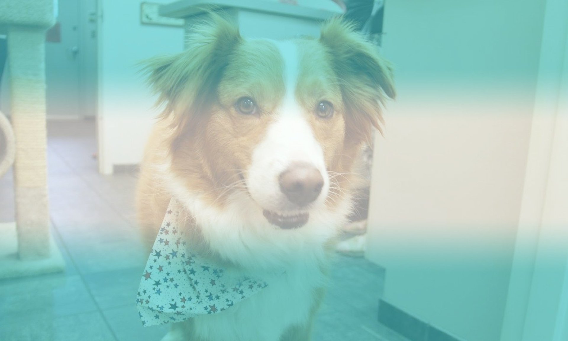 Veterinarian Fairfax Station, Lorton, Clifton VA Pet Clinic