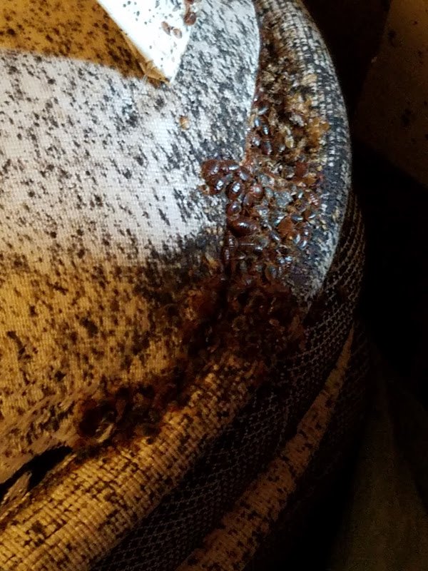 Bed Bugs Pest Control Terre Haute, IN