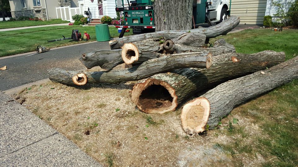 Live Oak Tree Service Photo Gallery | Oakland, NJ