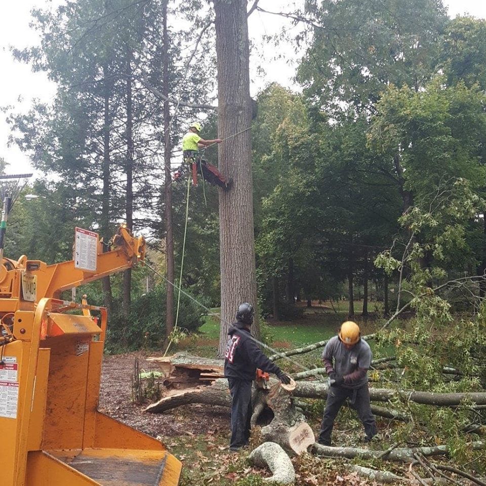 Live Oak Tree Service Tree Service Provider Oakland, NJ