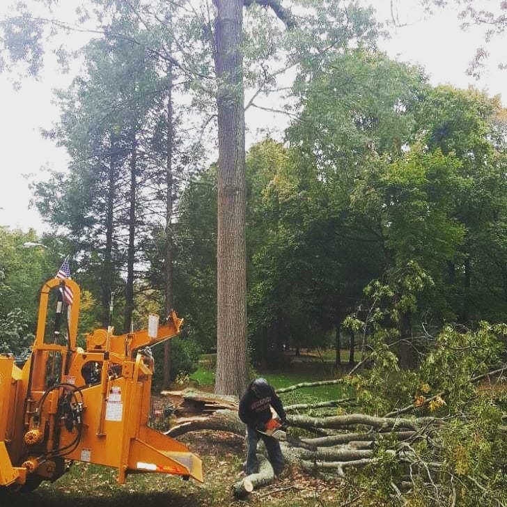 Live Oak Tree Service Tree Service Provider Oakland, NJ