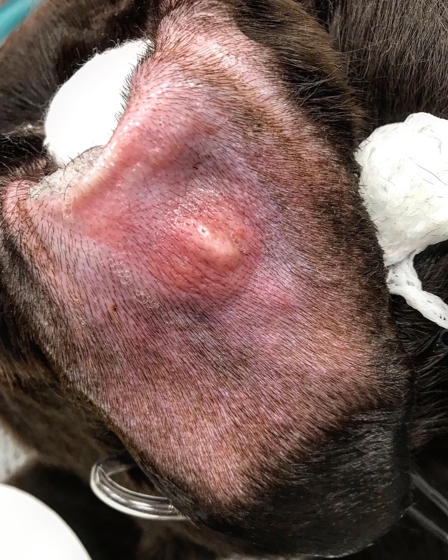 Lumps Bumps And Growths