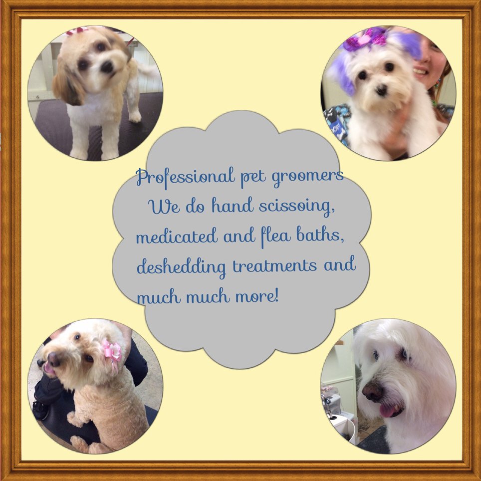 Clip N' Dip Pet Grooming Photo Gallery Kennesaw, GA