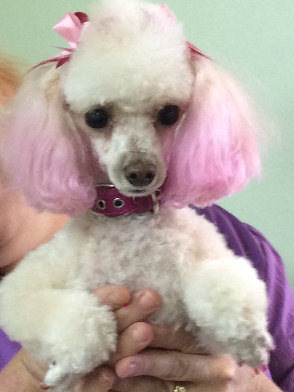 Clip N' Dip Pet Grooming Photo Gallery Kennesaw, GA