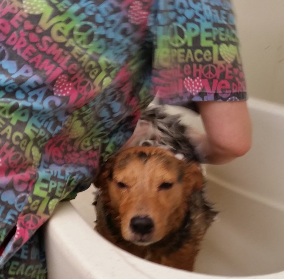 Clip N' Dip Pet Grooming Photo Gallery Kennesaw, GA