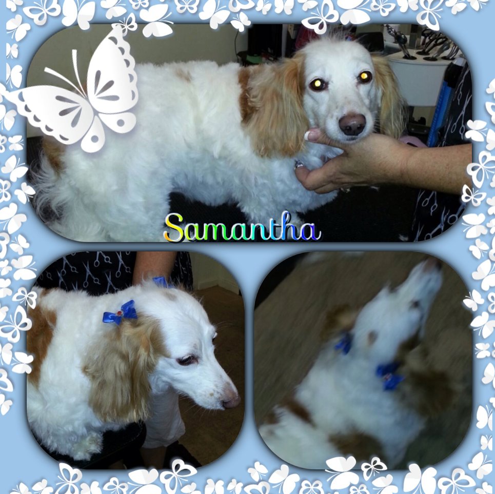 Clip N' Dip Pet Grooming Photo Gallery Kennesaw, GA