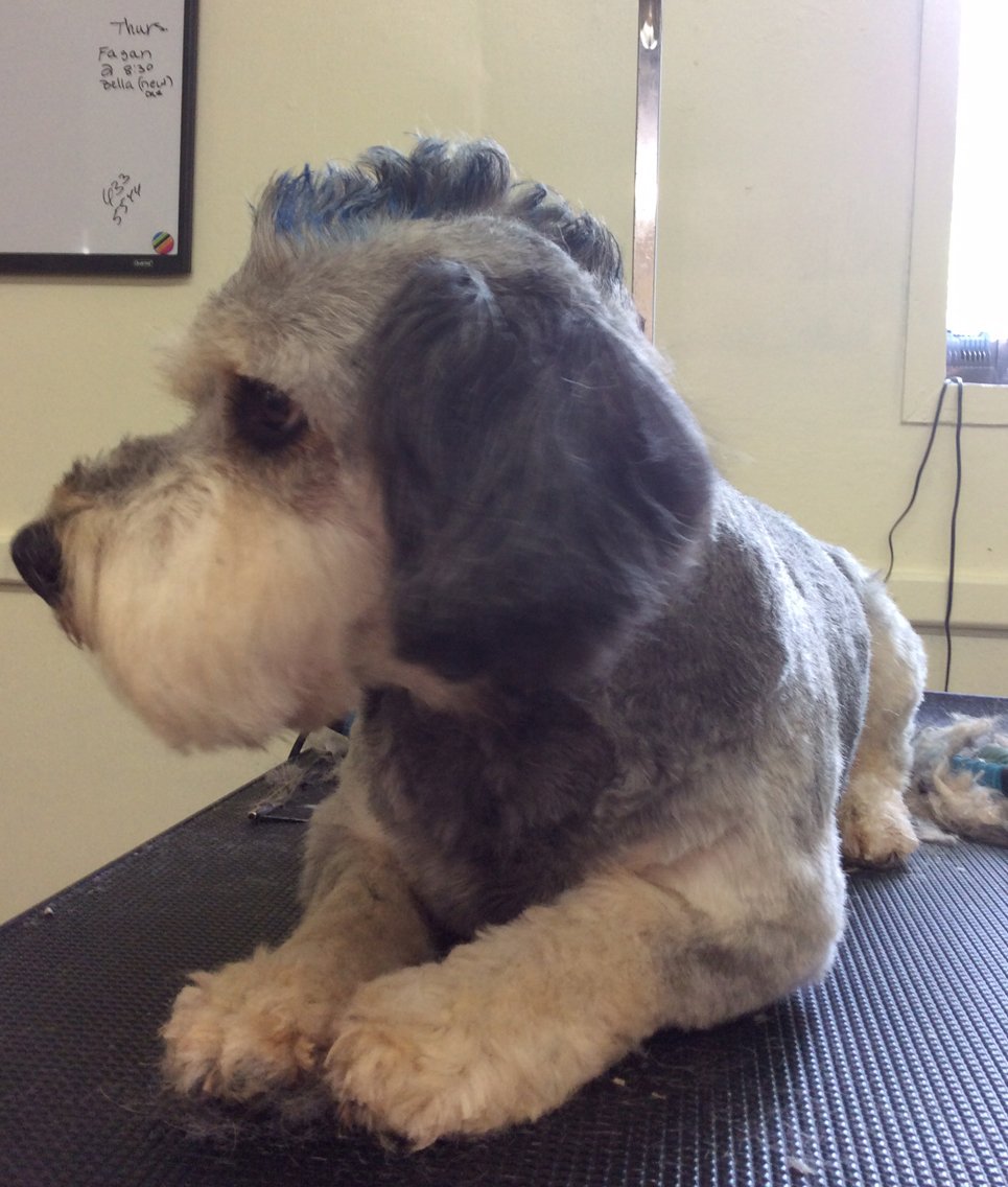 Clip N' Dip Pet Grooming Photo Gallery Kennesaw, GA