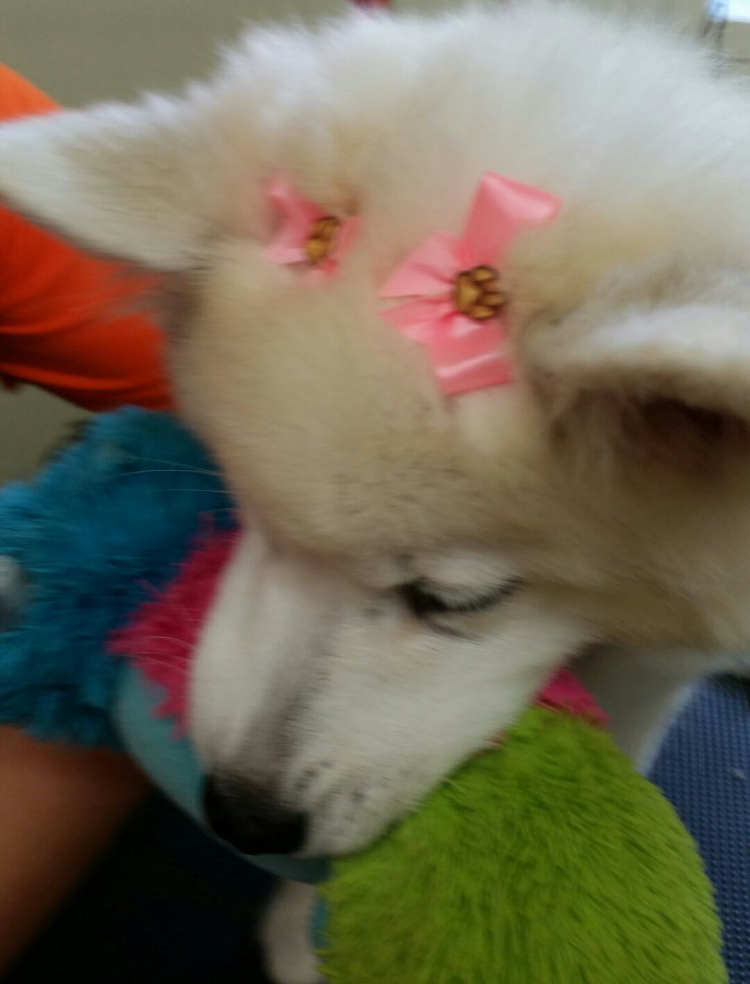 Clip N' Dip Pet Grooming Photo Gallery Kennesaw, GA