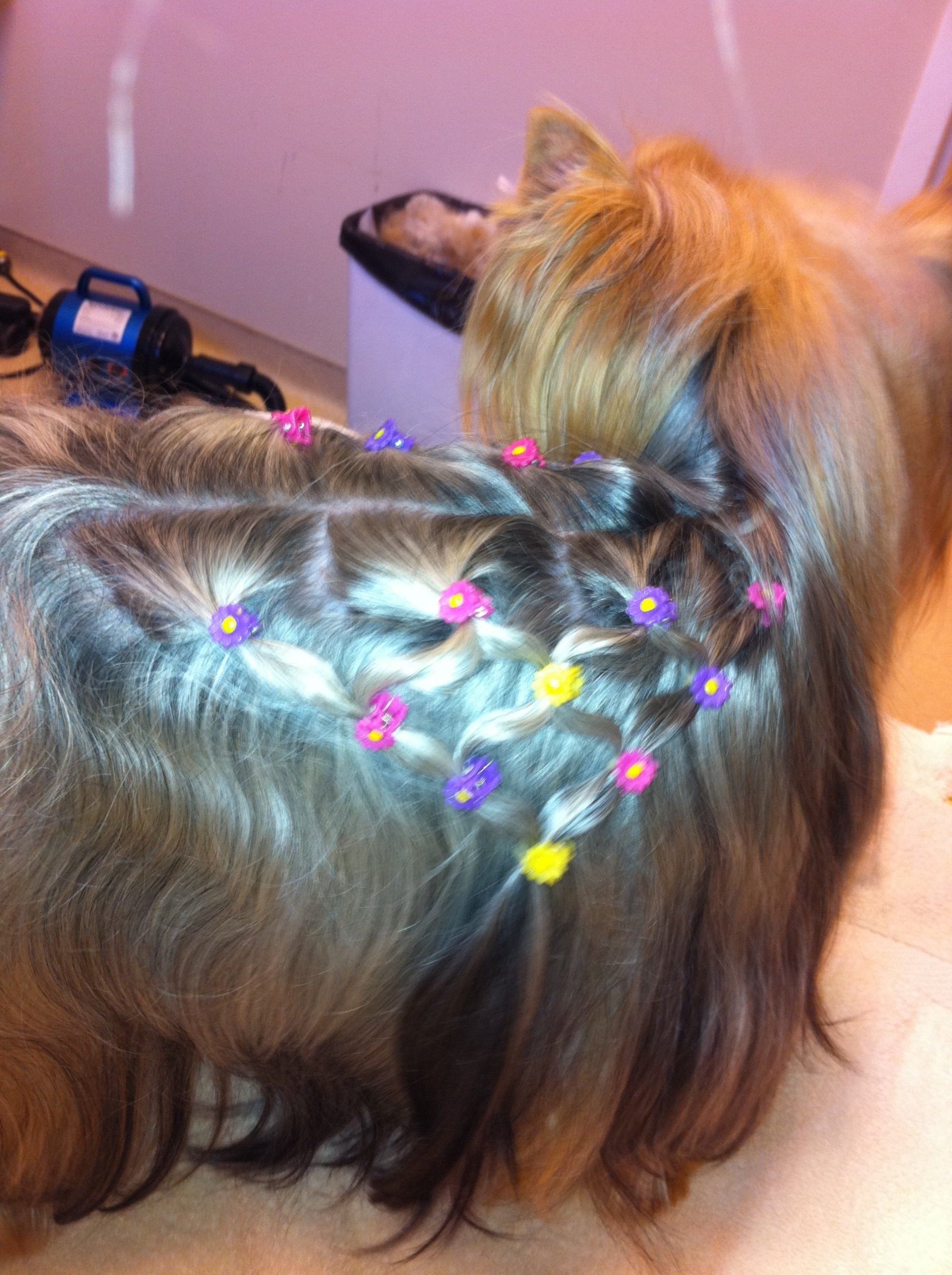 Clip N' Dip Pet Grooming Photo Gallery Kennesaw, GA