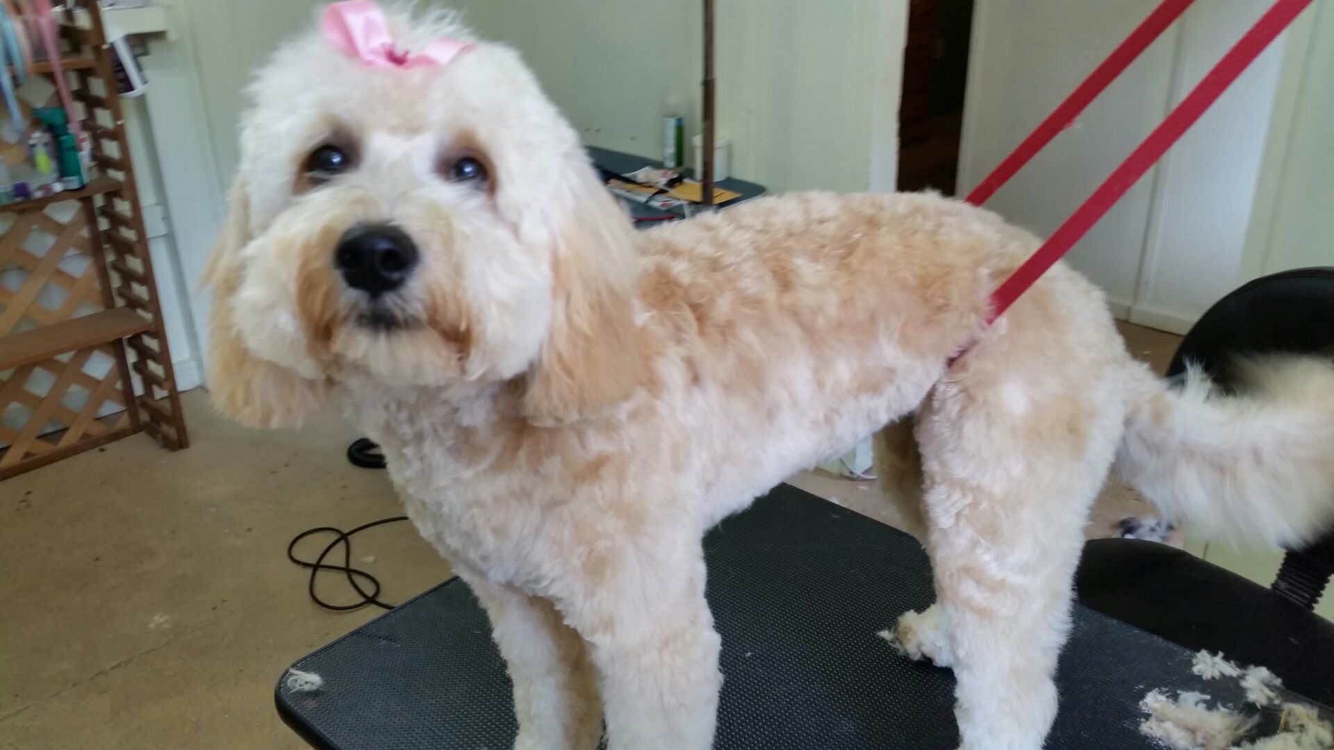 Clip N' Dip Pet Grooming Photo Gallery Kennesaw, GA