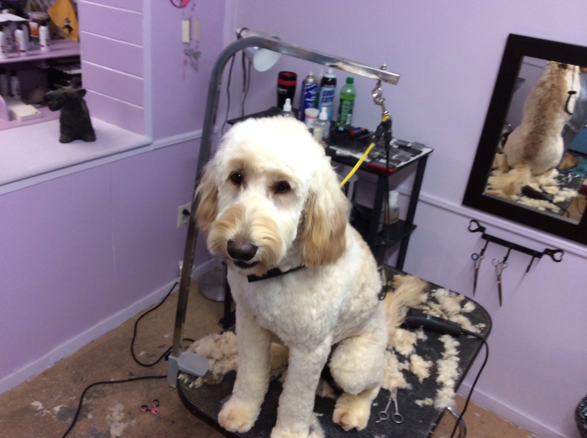 Clip N' Dip Pet Grooming Photo Gallery Kennesaw, GA