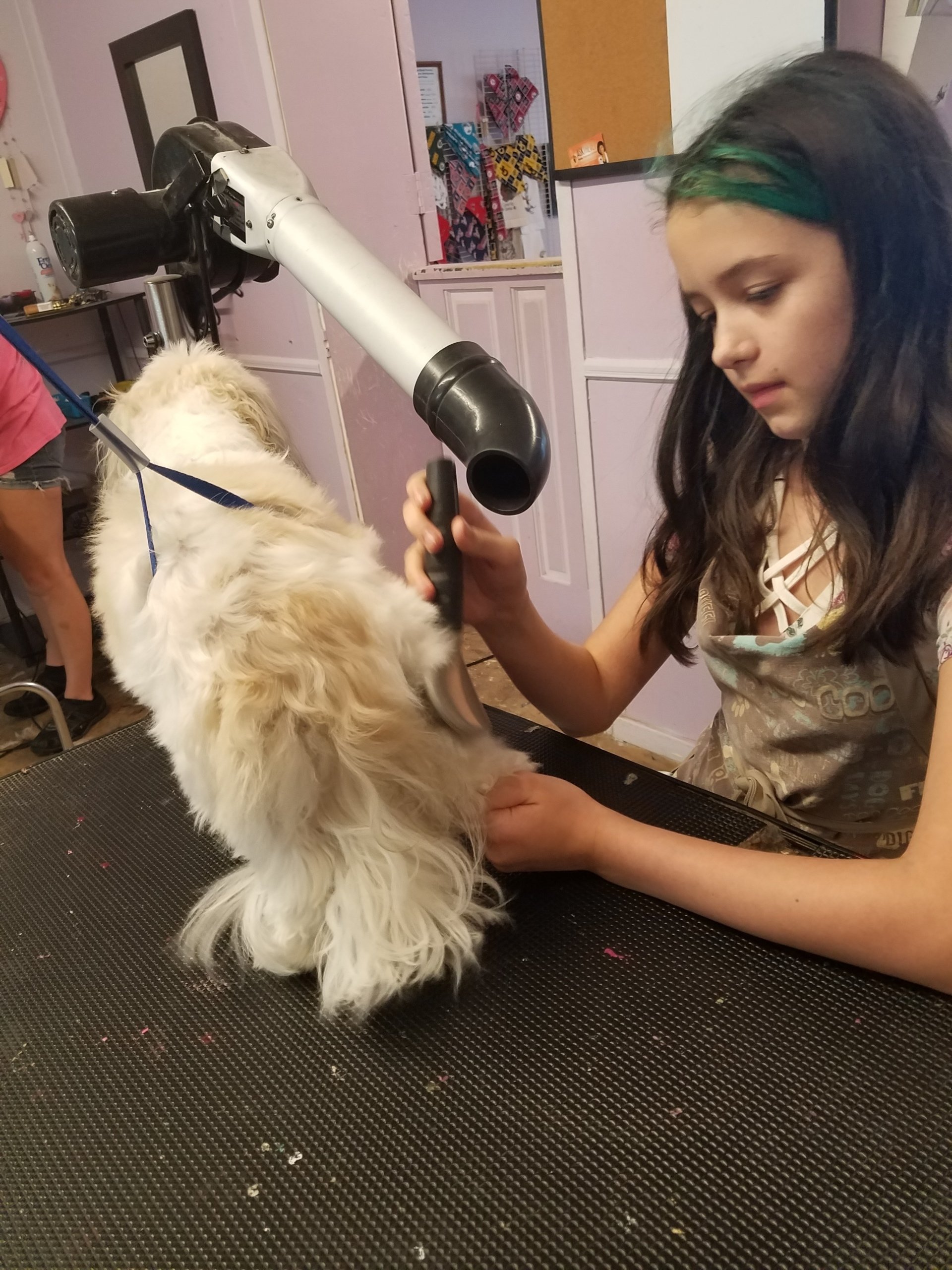 Clip N' Dip Pet Grooming Photo Gallery Kennesaw, GA
