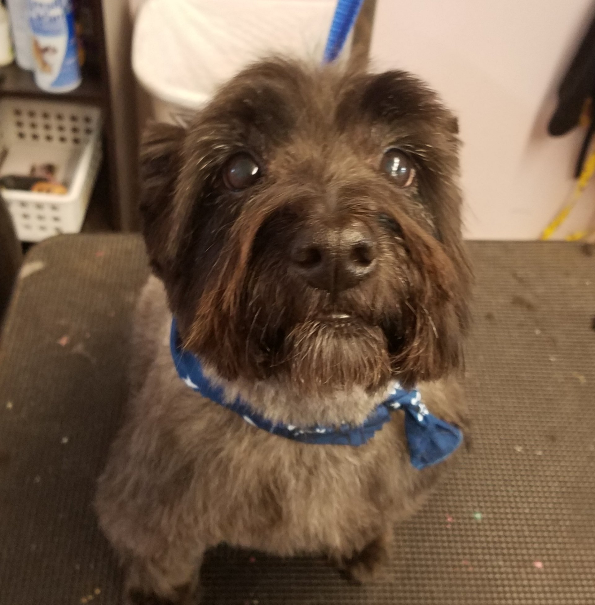 Clip N' Dip Pet Grooming Photo Gallery Kennesaw, GA