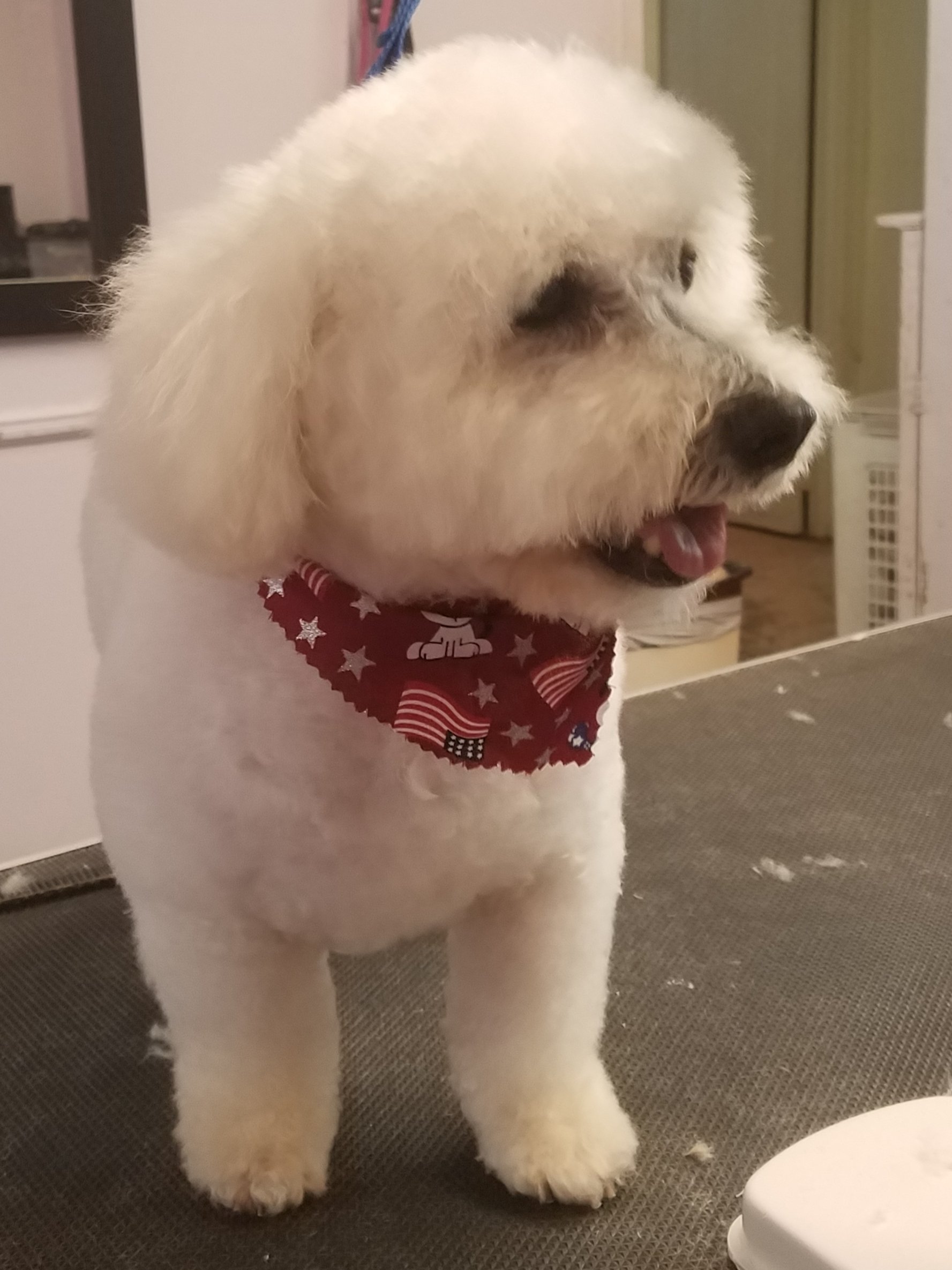 Clip N' Dip Pet Grooming Photo Gallery Kennesaw, GA