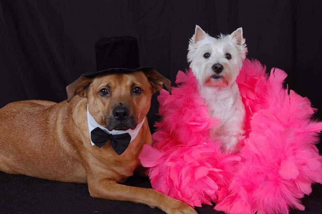 Clip N' Dip Pet Grooming Photo Gallery Kennesaw, GA