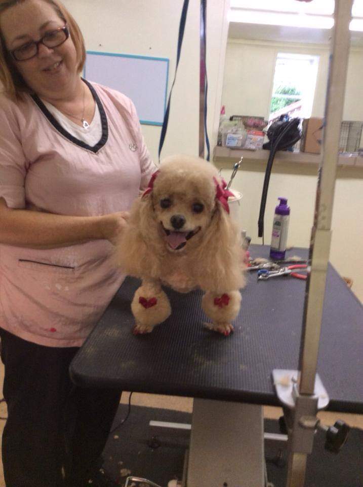 Clip N' Dip Pet Grooming Photo Gallery Kennesaw, GA