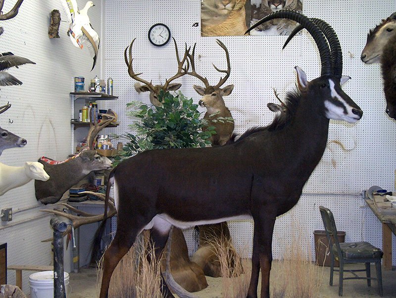 American WildLife Taxidermy Photo Gallery Albuquerque, NM