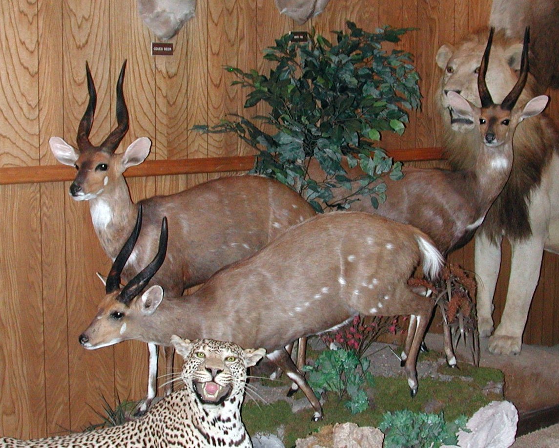 American WildLife Taxidermy Photo Gallery Albuquerque, NM