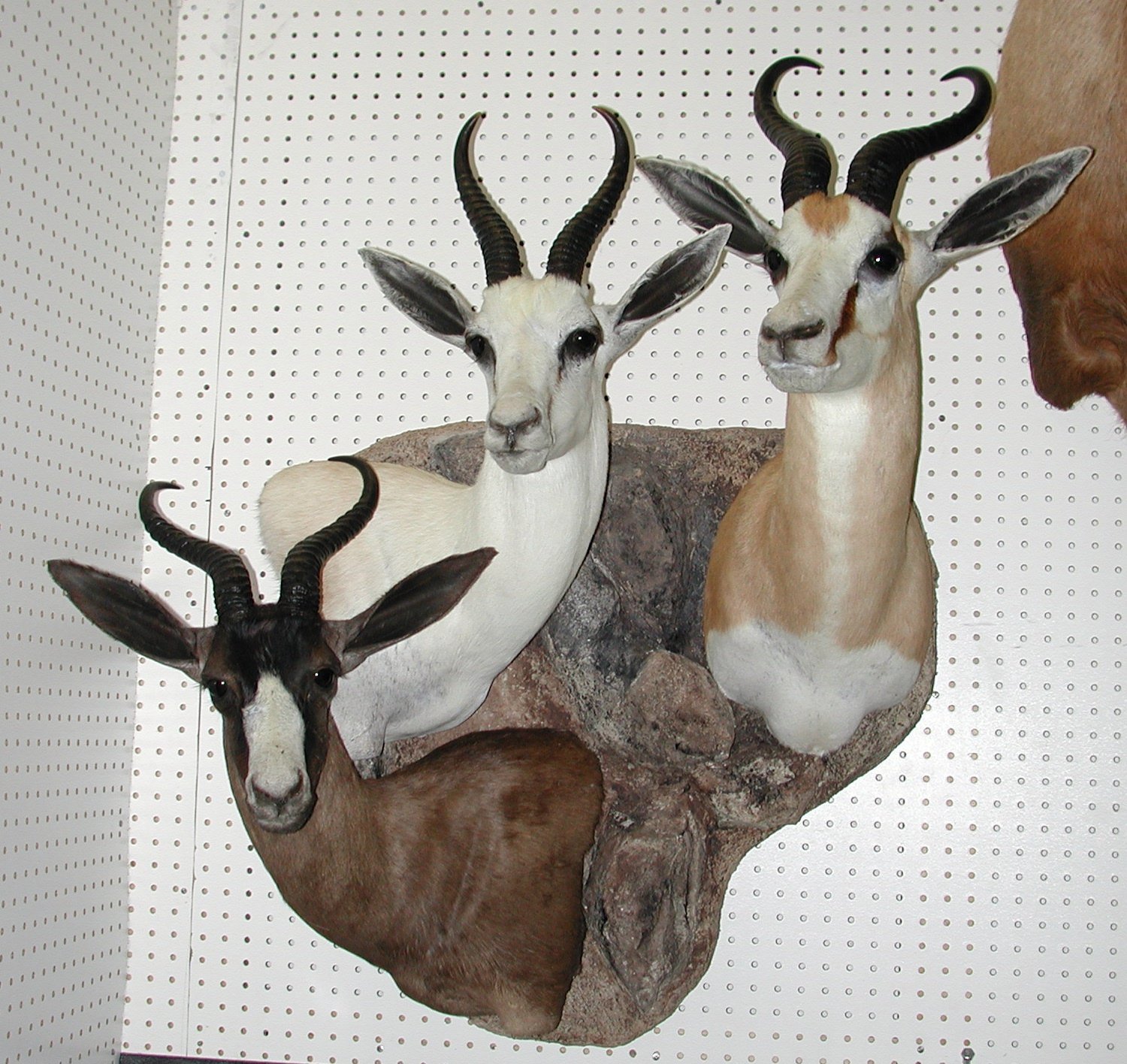 American WildLife Taxidermy Photo Gallery Albuquerque, NM