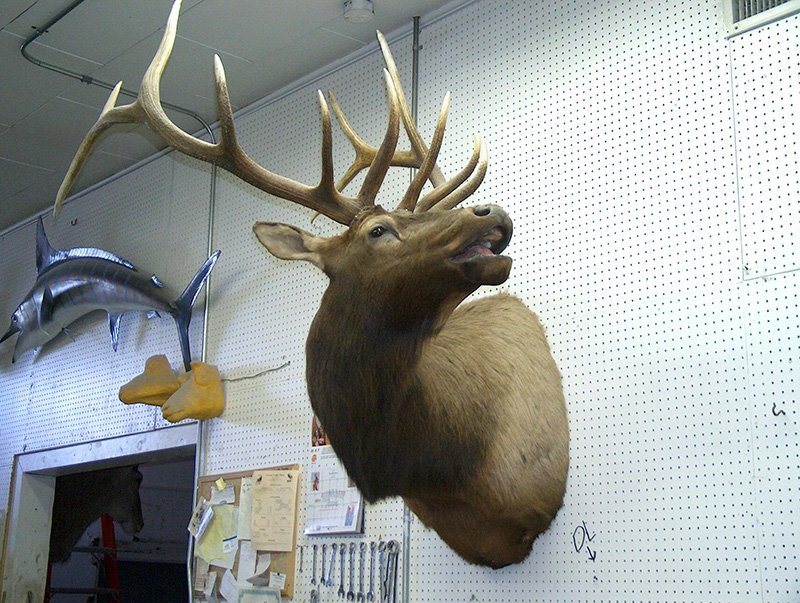 American WildLife Taxidermy Photo Gallery Albuquerque, NM