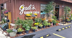 Gali S Your Cleveland Garden Center For High Quality Plant Material
