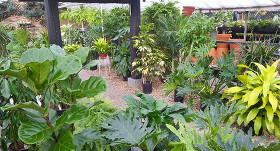 Gali S Your Cleveland Garden Center Florist Of Choice For Seasonal Selections