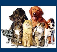 Veterinarians - Logansport, IN - Cass County Animal Hospital Inc
