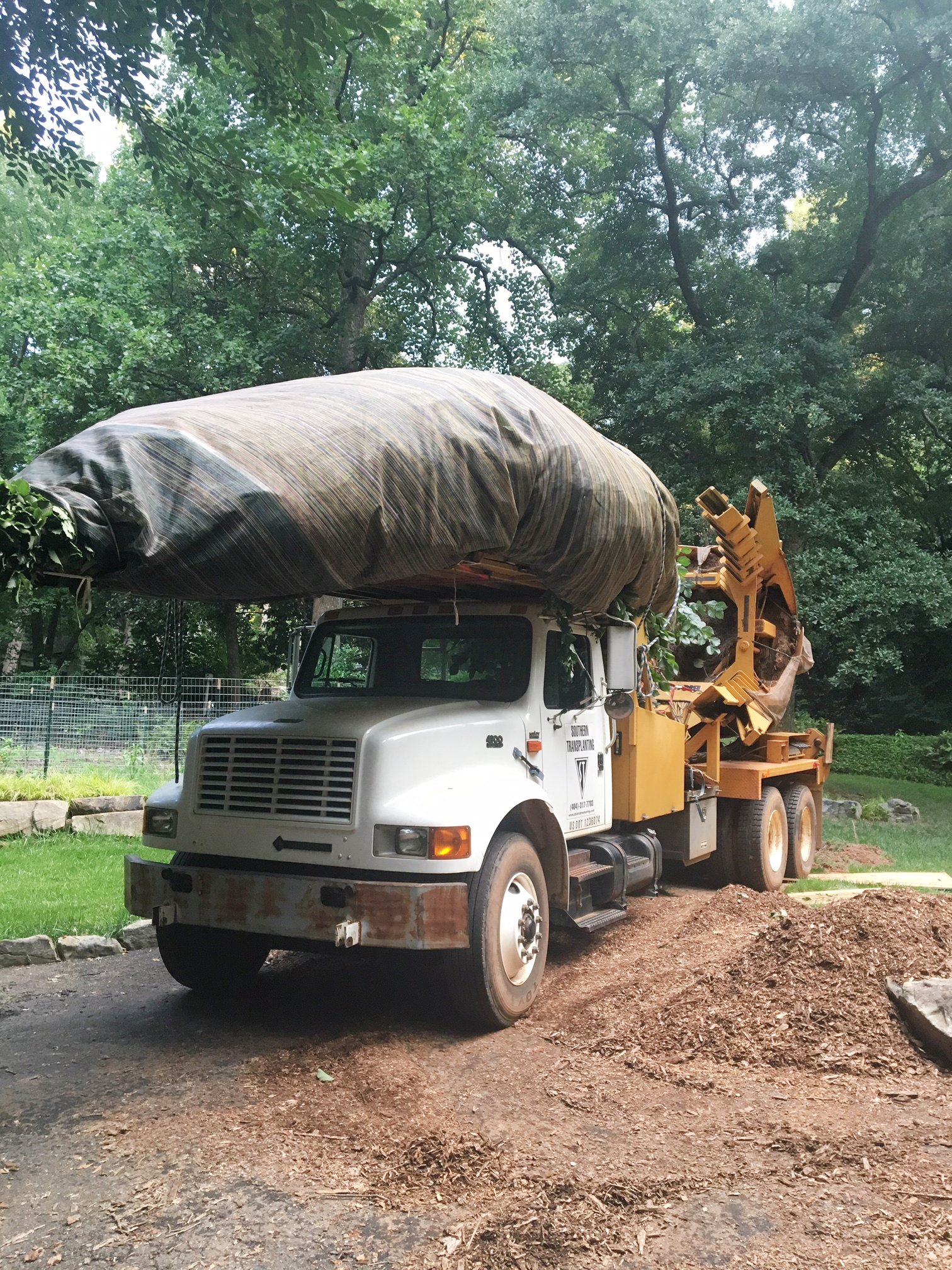 Tree ArboristTree moving service Arborist serving metro Atlanta