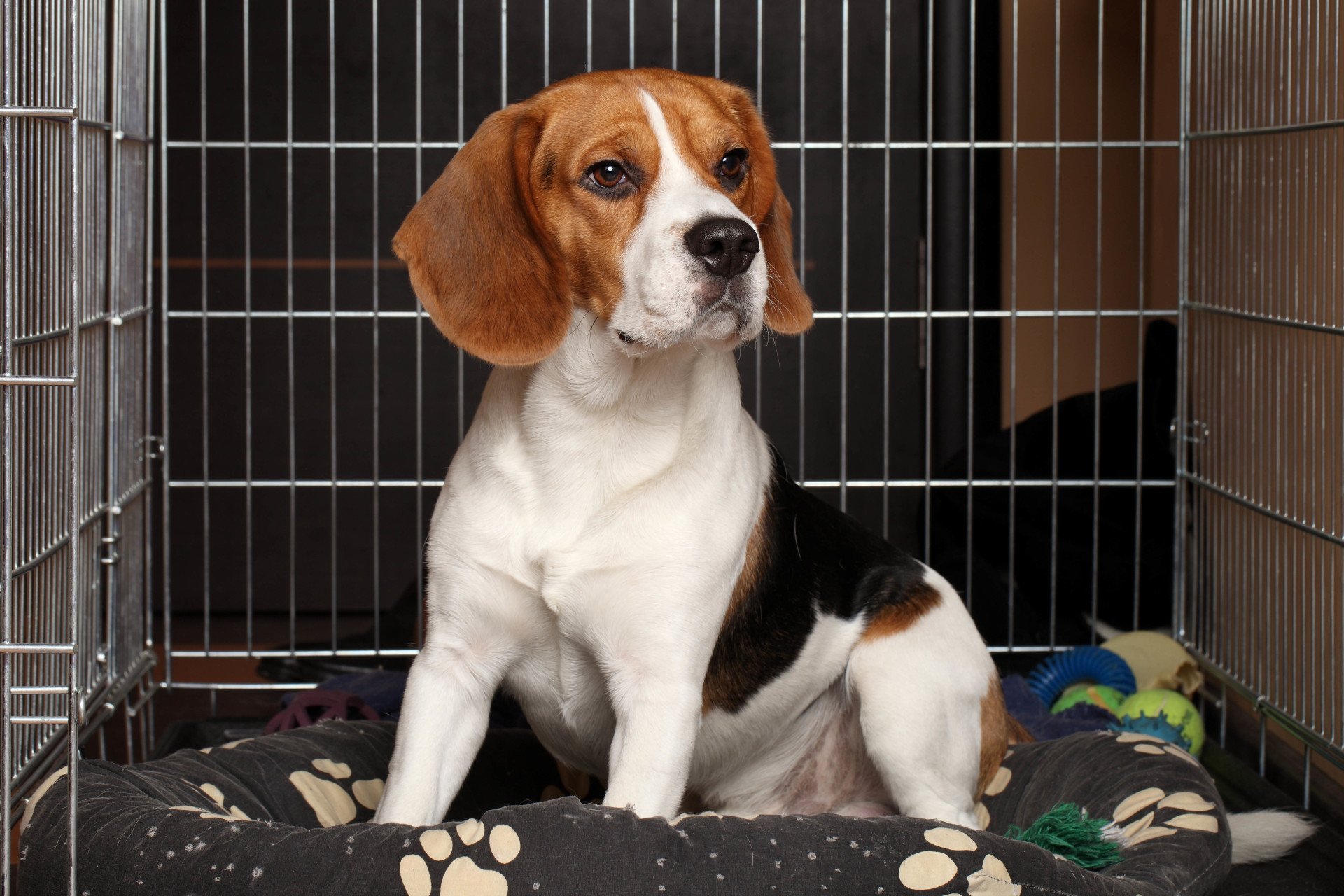 Pet Daycare Pet Boarding Kennel Towson, MD