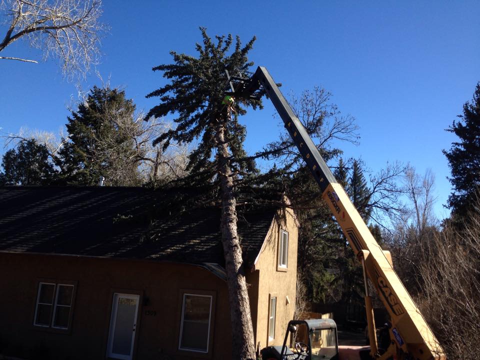 Emergency Tree Services Emergency Tree Removal