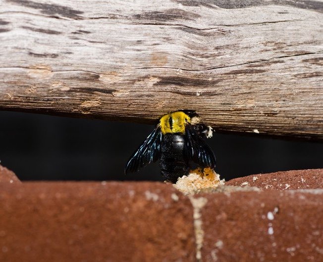 Carpenter Bee Infestation, Removal, Control & Extermination Pittsburgh